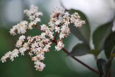 Sambucus nigra 'Gerda (BLACK BEAUTY)' - bez černý 'Gerda (BLACK BEAUTY)' - květenství